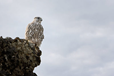 Un faucon Gerfaut sur un piton de lave près de Myvatn en Islande.