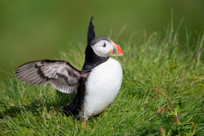 Un macareux prend le soleil près de Vik en Islande.