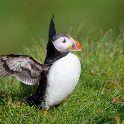 L’Islande en été