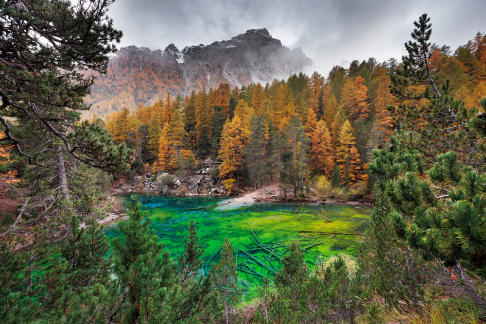 Le lac Vert en automne entouré par les mélèzes rouges dans la vallée Etroite.
