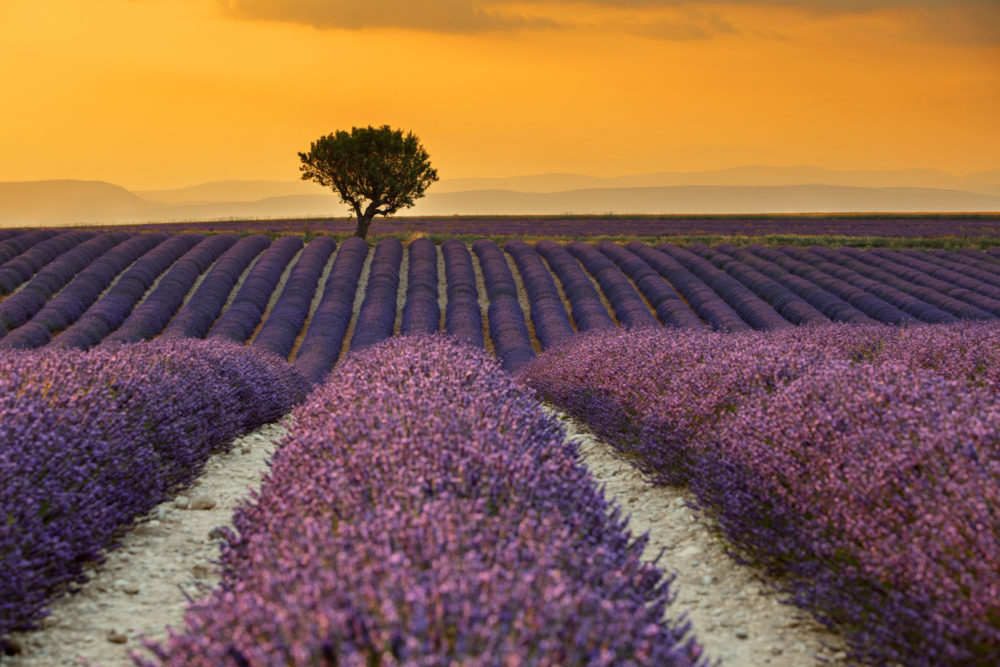 Les lavandes de Valensole au sunset avec un arbre isolé à l'horizon.