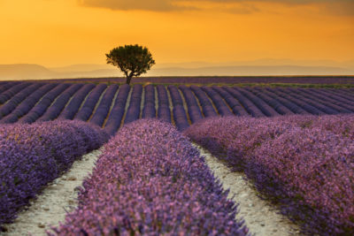 Les lavandes de Valensole au sunset.